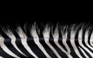The World's Oldest Company Re-invents Itself